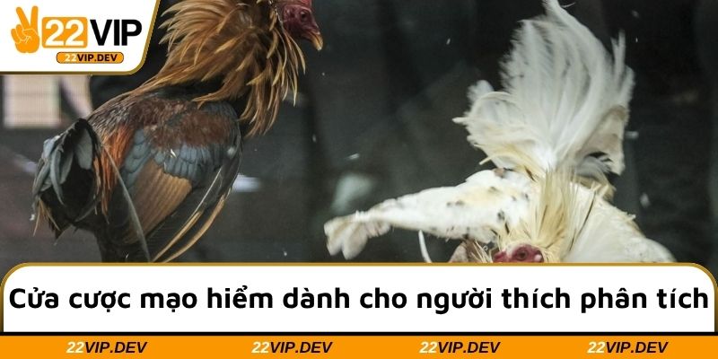 Cửa cược mạo hiểm dành cho người thích phân tích