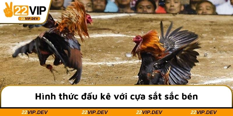 Hình thức đấu kê với cựa sắt sắc bén