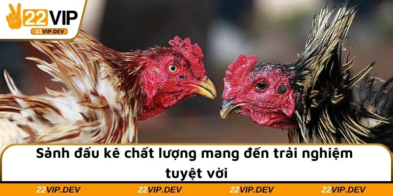 Sảnh đấu kê chất lượng mang đến trải nghiệm tuyệt vời