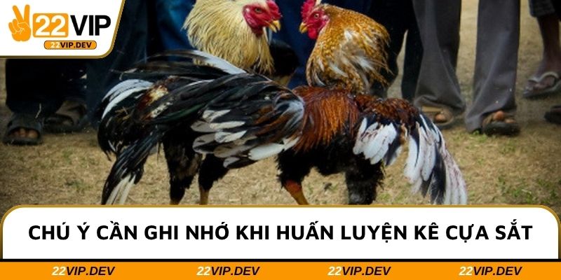 Chú ý cần ghi nhớ khi huấn luyện kê cựa sắt