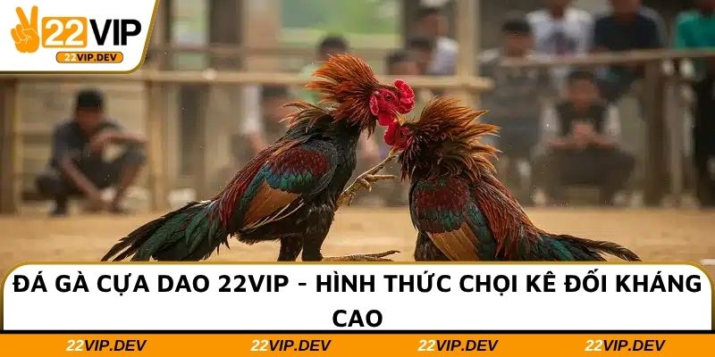 Đá Gà Cựa Dao 22VIP - Hình Thức Chọi Kê Đối Kháng Cao