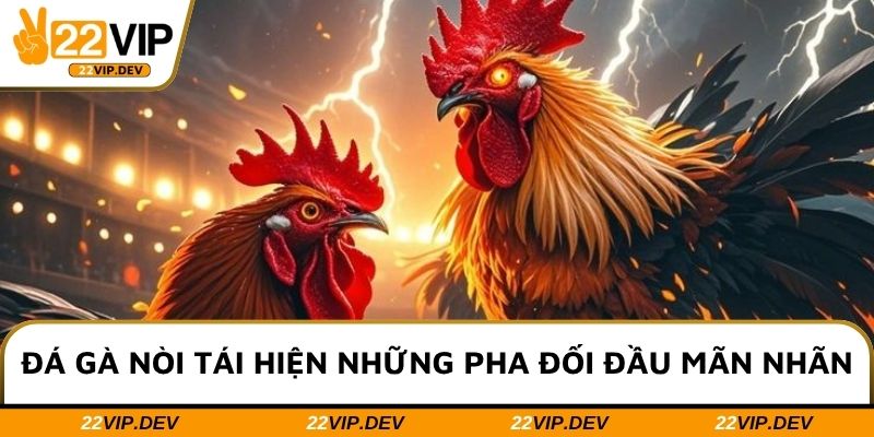 Đá gà nòi tái hiện những pha đối đầu mãn nhãn