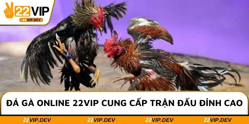 Đá gà online 22VIP cung cấp trận đấu đỉnh cao