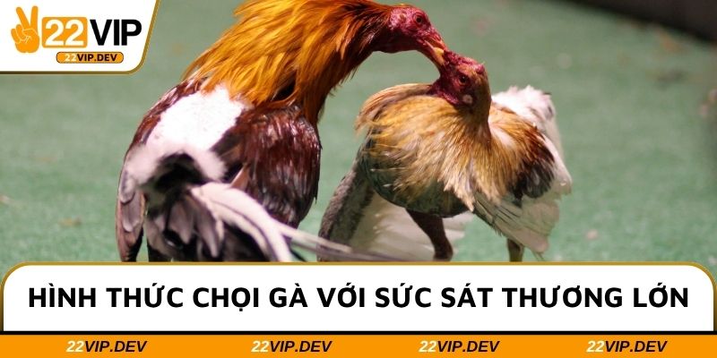 Hình thức chọi gà với sức sát thương lớn