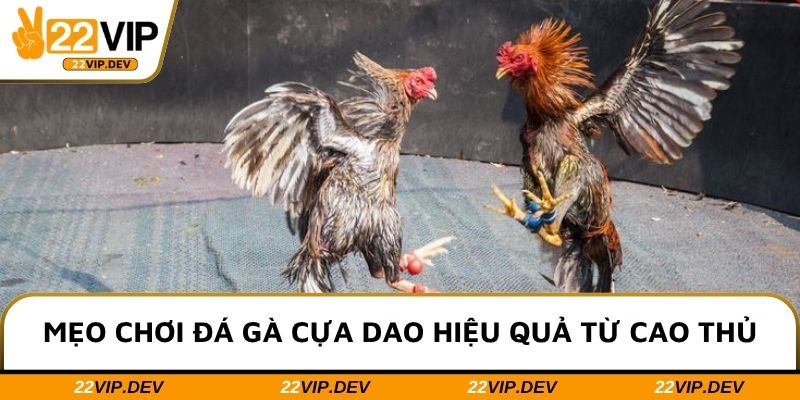 Mẹo chơi đá gà cựa dao hiệu quả từ cao thủ