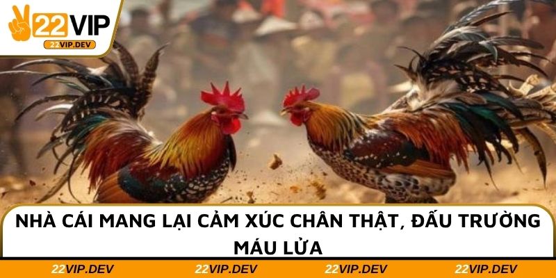 Nhà cái mang lại cảm xúc chân thật, đấu trường máu lửa