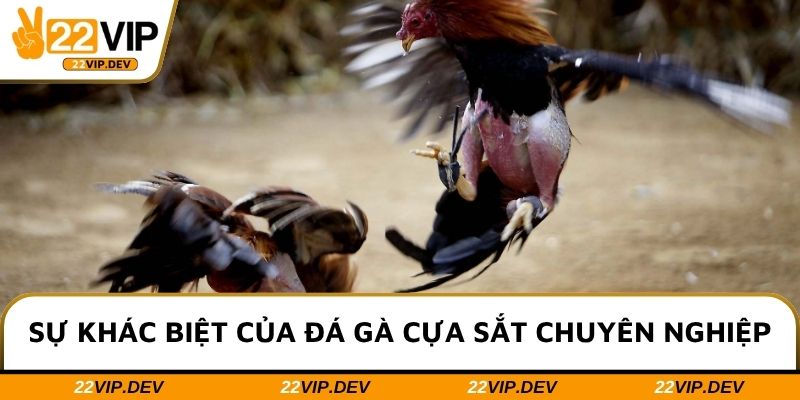 Sự khác biệt của đá gà cựa sắt chuyên nghiệp