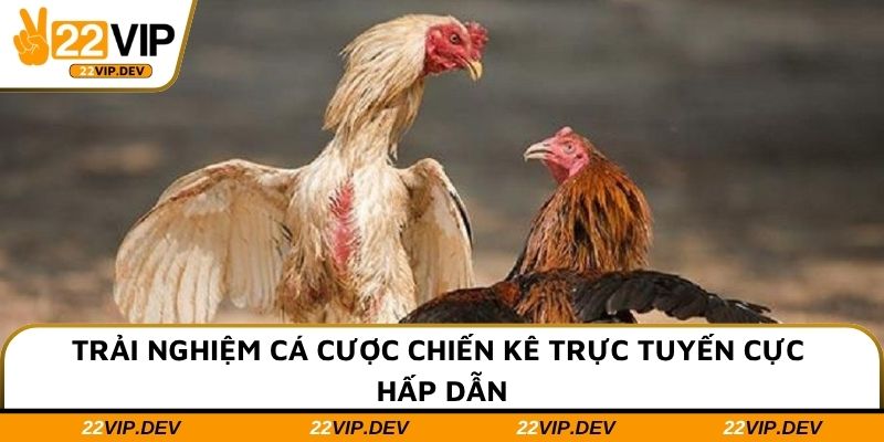 Trải nghiệm cá cược chiến kê trực tuyến cực hấp dẫn